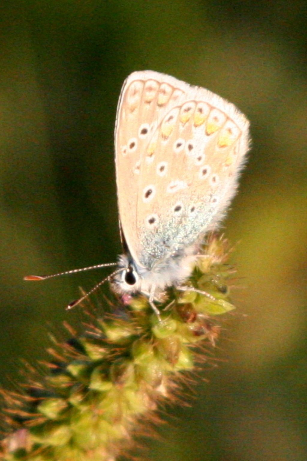 Polyommatus da identificare