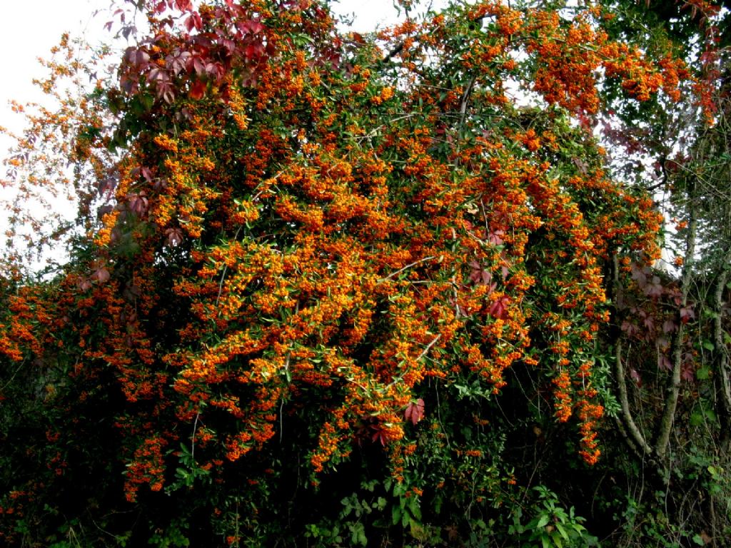 Rosaceae: Pyracantha angustifolia?  No, Pyracantha coccinea