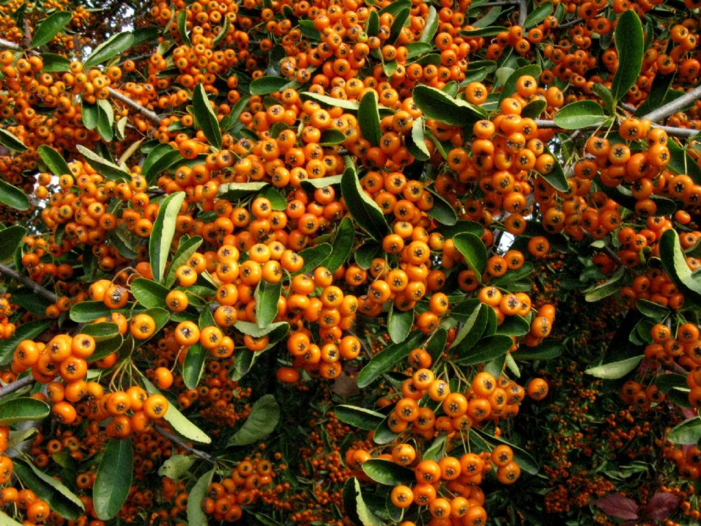 Rosaceae: Pyracantha angustifolia?  No, Pyracantha coccinea