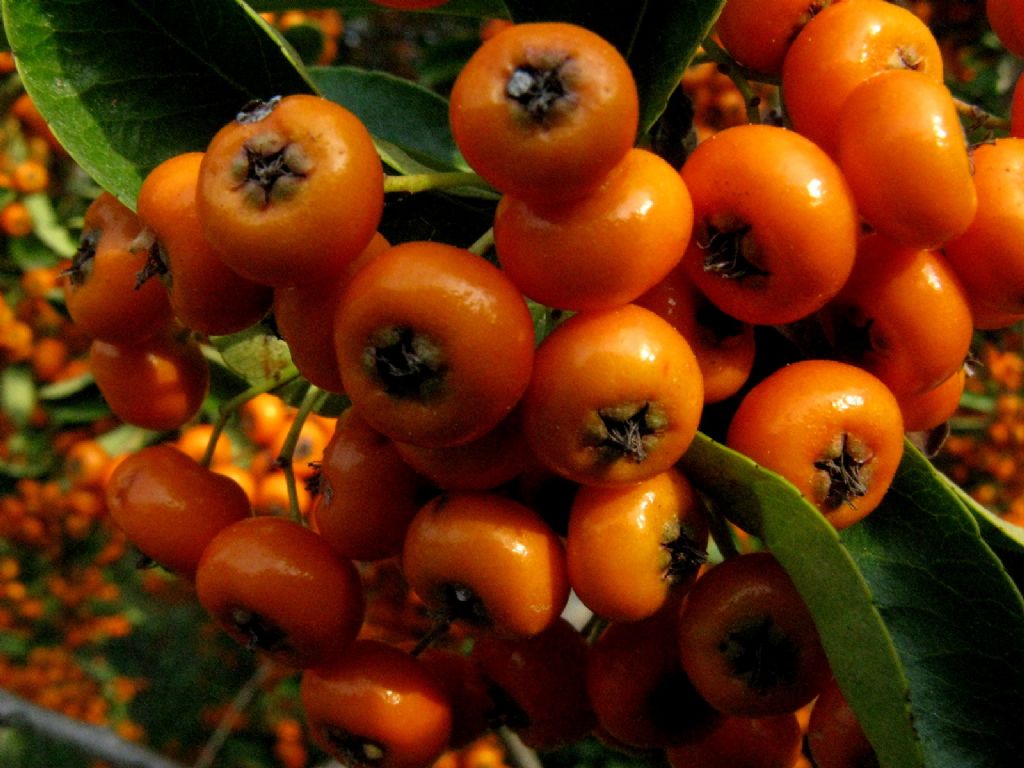 Rosaceae: Pyracantha angustifolia?  No, Pyracantha coccinea