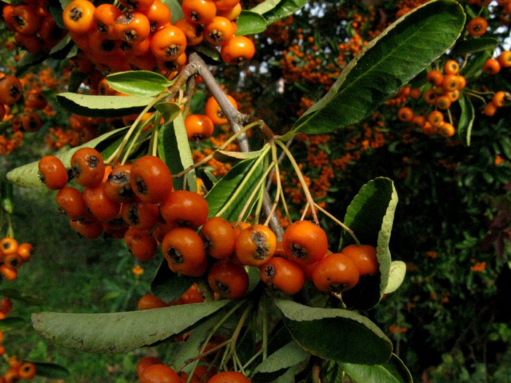 Rosaceae: Pyracantha angustifolia?  No, Pyracantha coccinea