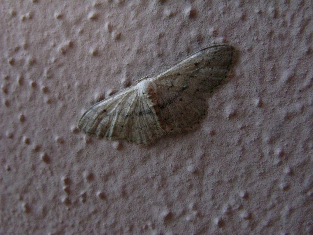 Idaea seriata?