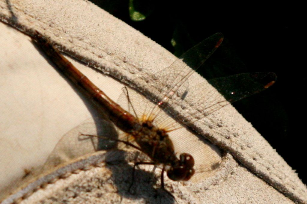 Sympetrum striolatum femmina? probabilmente s