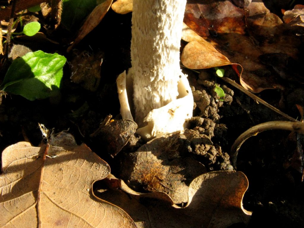 Amanita umbrinolutea?