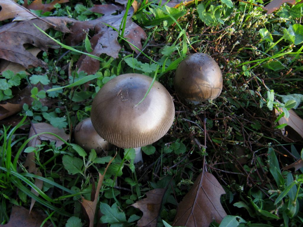 Amanita umbrinolutea?