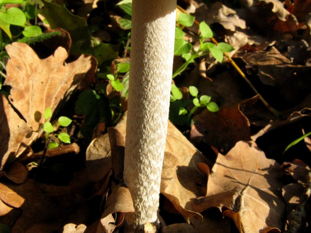 Amanita umbrinolutea?