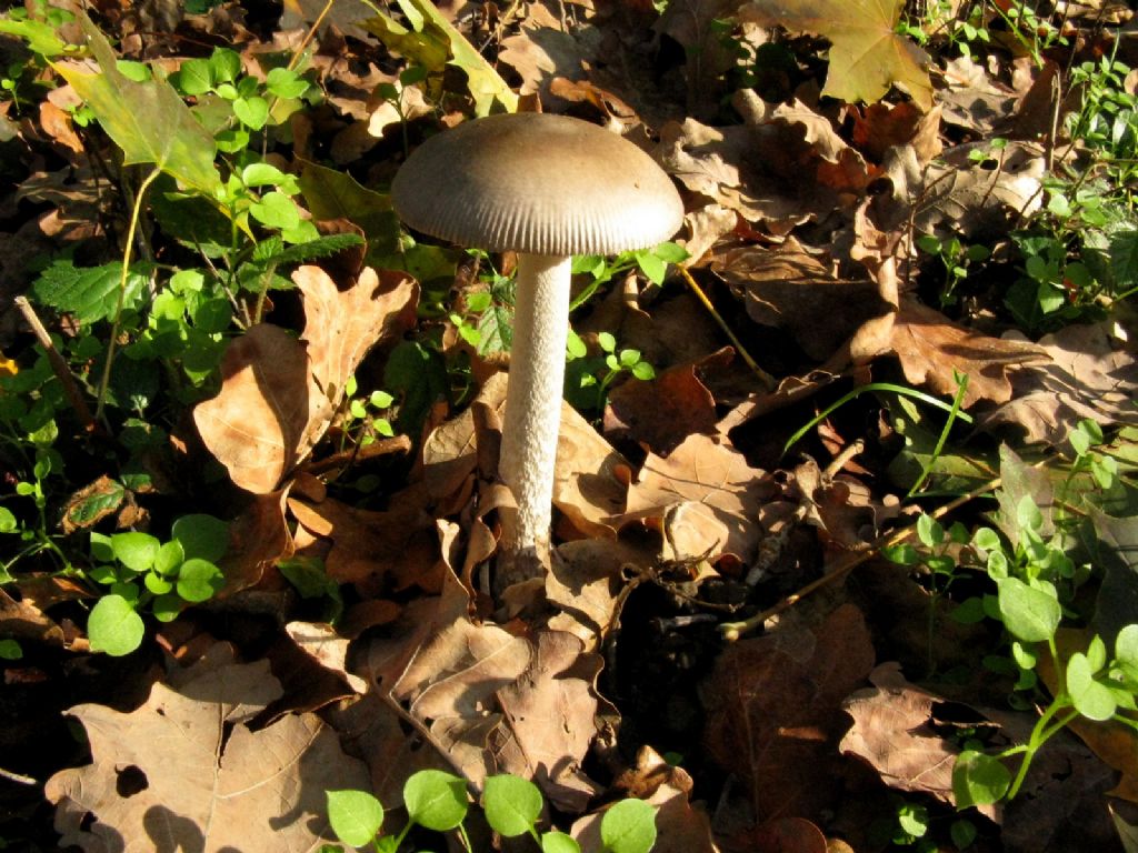 Amanita umbrinolutea?