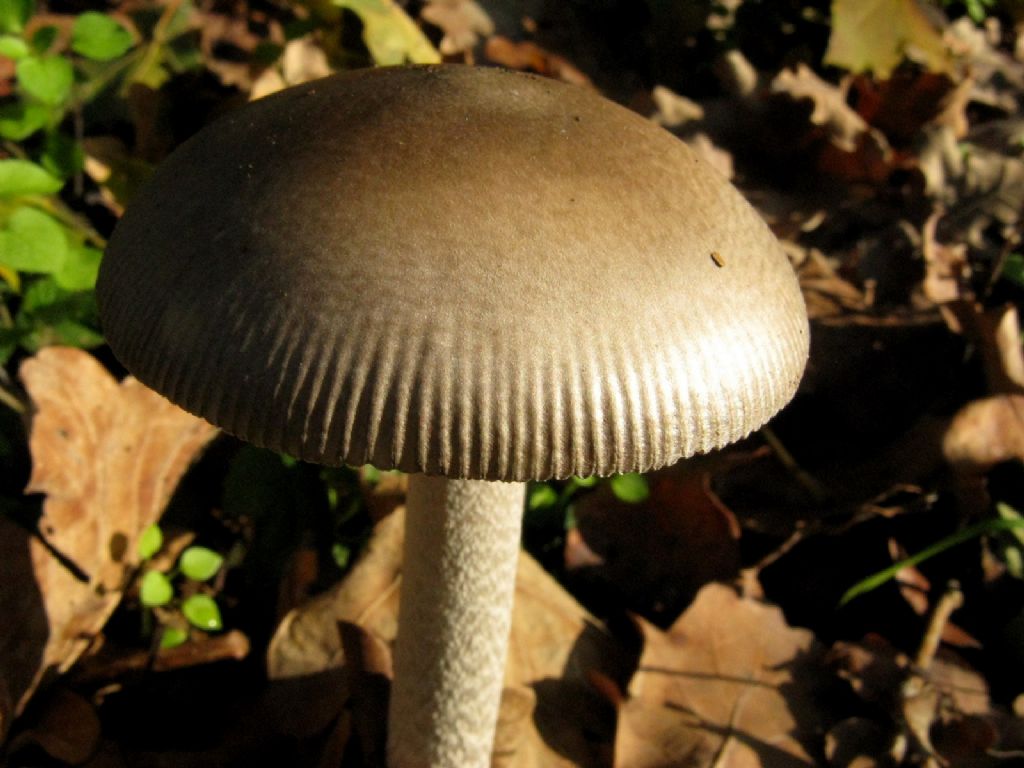 Amanita umbrinolutea?