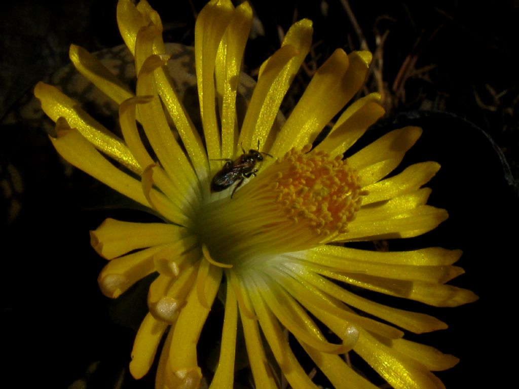 Apide:  cfr. Lasioglossum sp. (Apidae Halictinae)