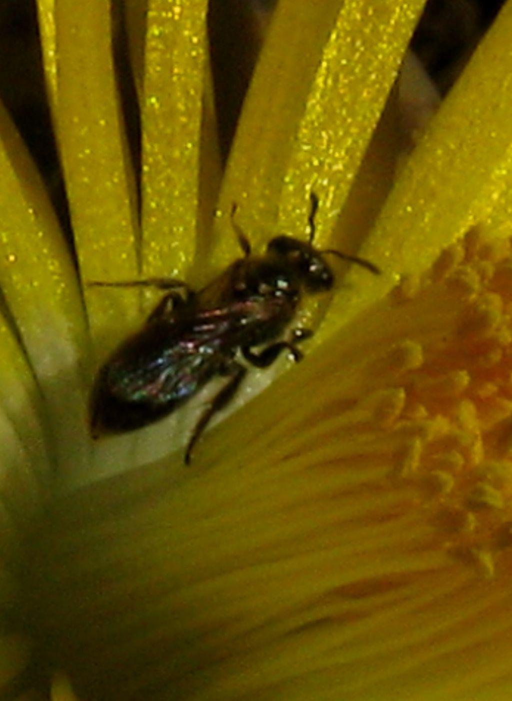 Apide:  cfr. Lasioglossum sp. (Apidae Halictinae)