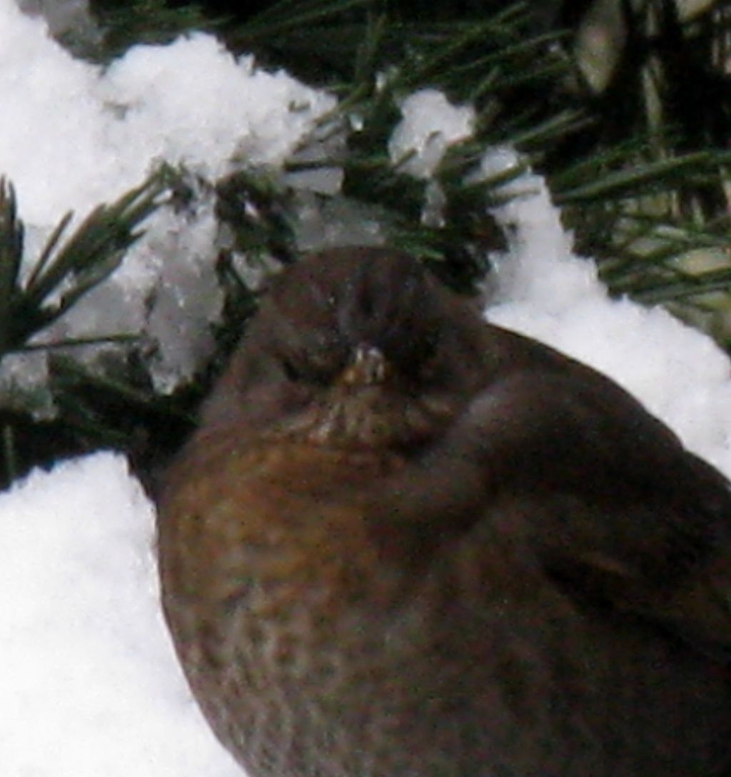 Merla? S, Turdus merula femmina