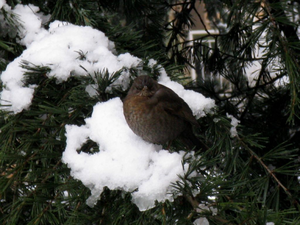 Merla? S, Turdus merula femmina