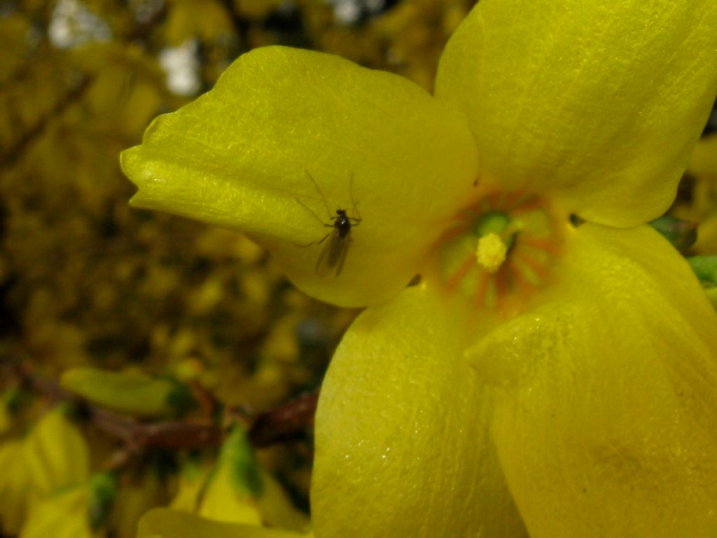 Chironomidae sp., femmina