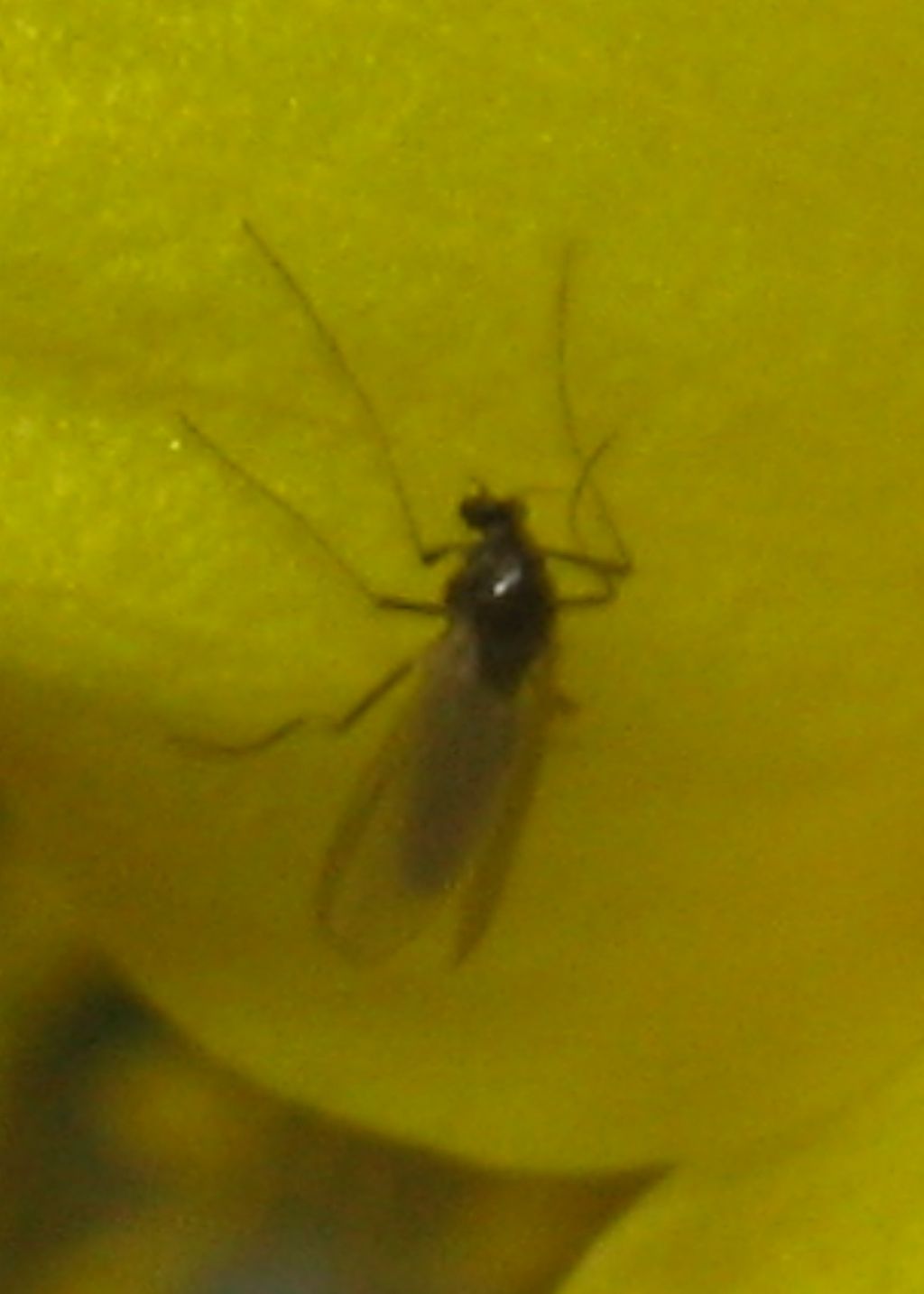 Chironomidae sp., femmina