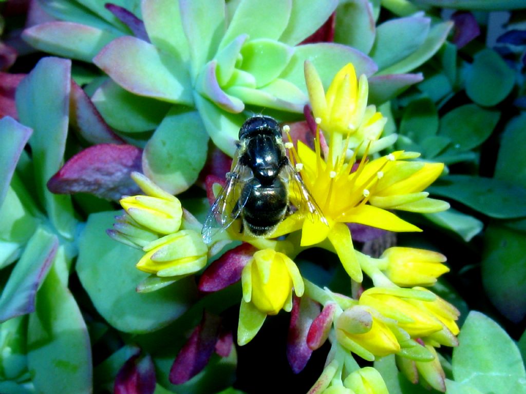 Syrphidae:  Eristalinus aeneus, maschio