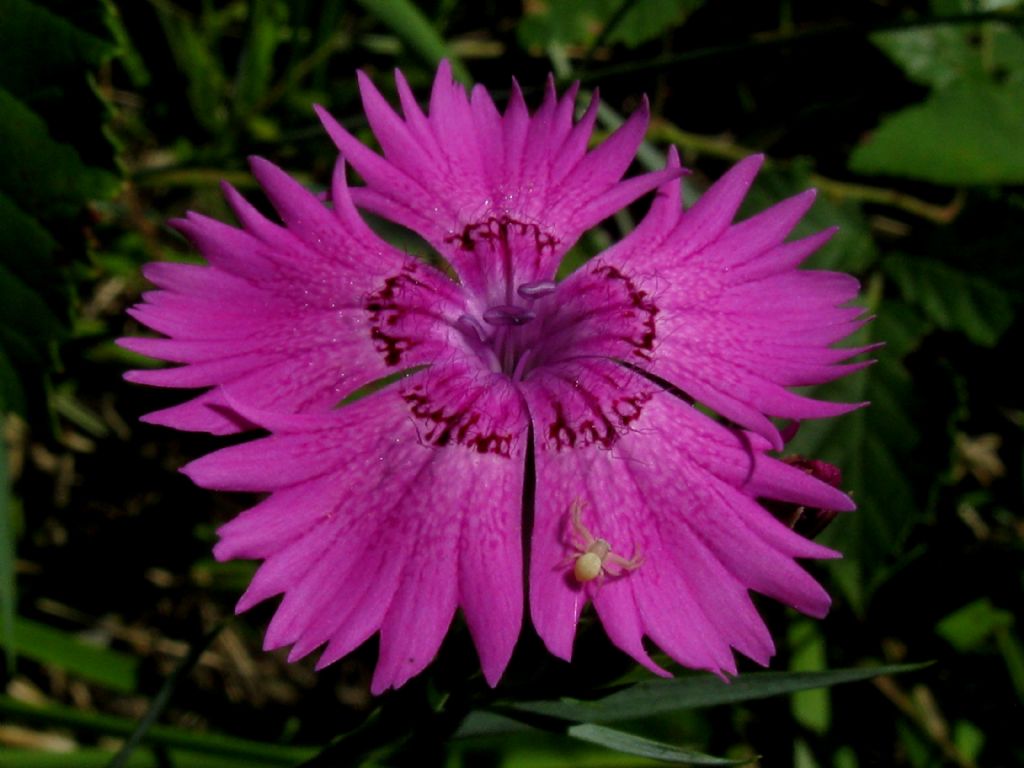 giovane Thomisidae - Lago del Segrino (CO)