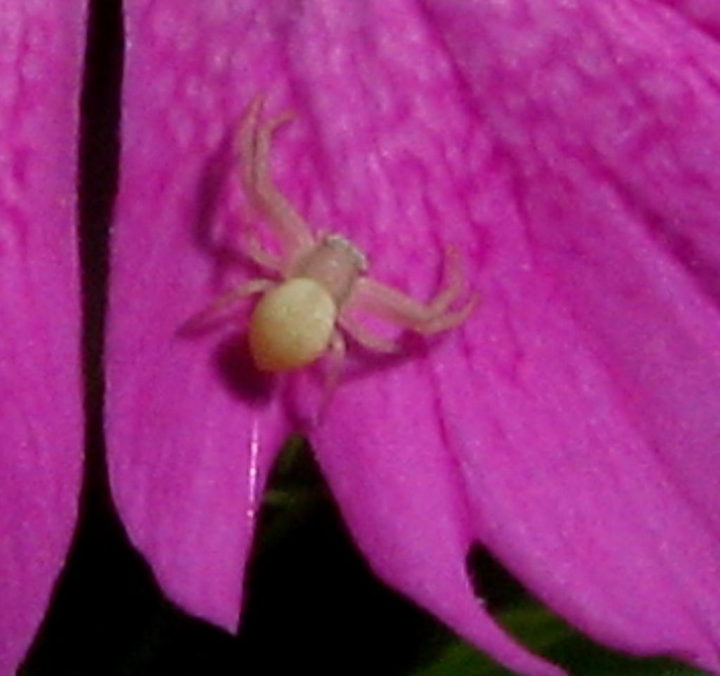 giovane Thomisidae - Lago del Segrino (CO)