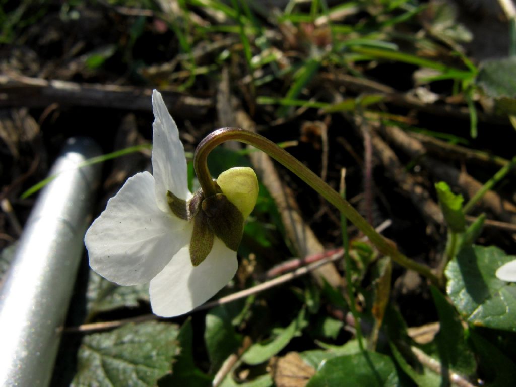 Viola bianca...?   Viola alba subsp. alba morfotipo scotophylla