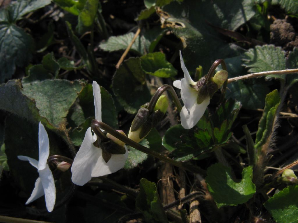 Viola bianca...?   Viola alba subsp. alba morfotipo scotophylla