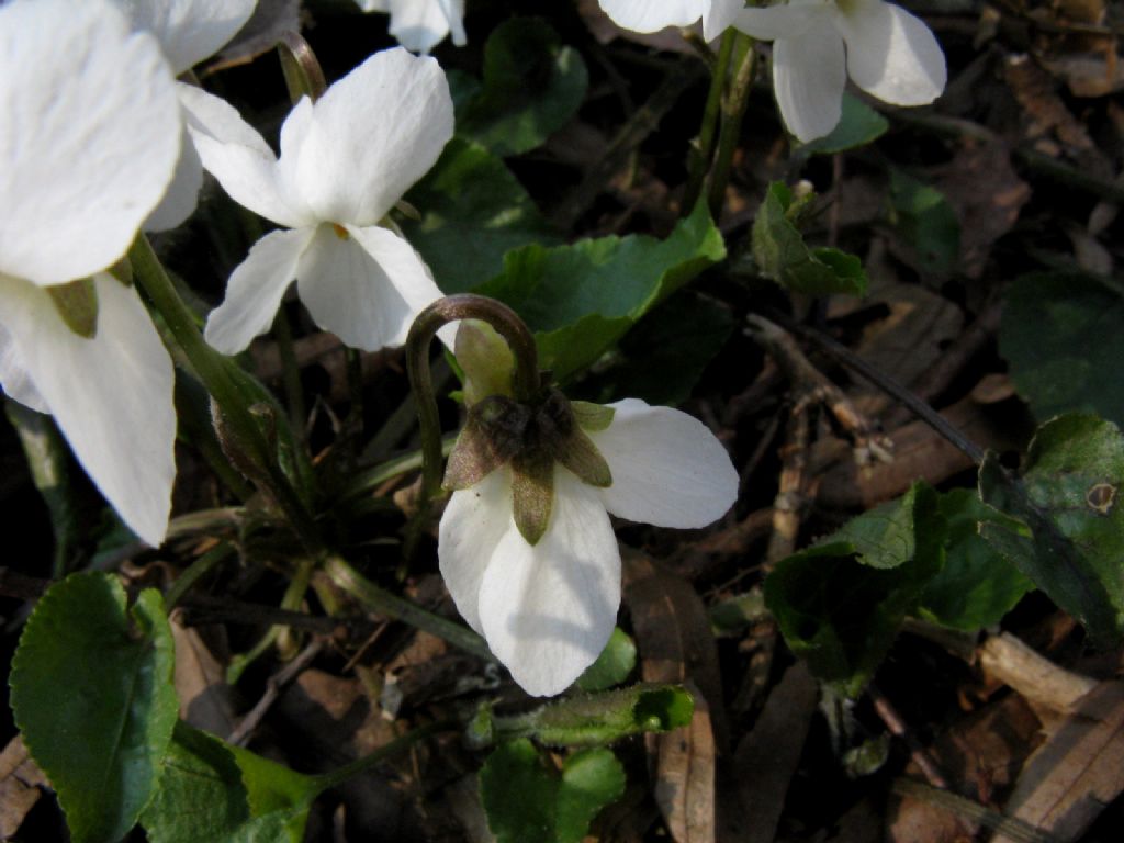 Viola bianca...?   Viola alba subsp. alba morfotipo scotophylla