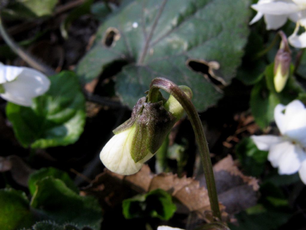 Viola bianca...?   Viola alba subsp. alba morfotipo scotophylla