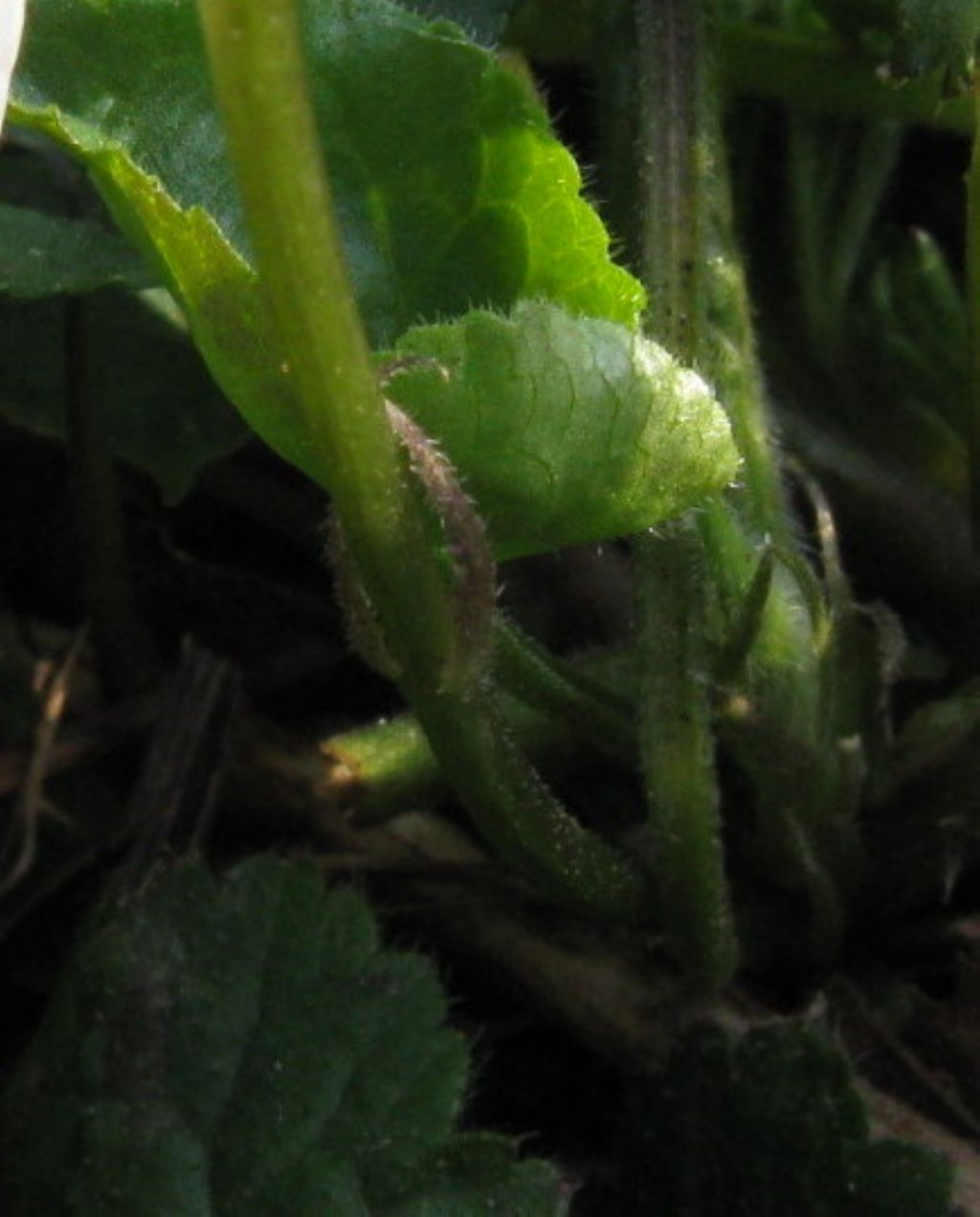 Viola bianca...?   Viola alba subsp. alba morfotipo scotophylla