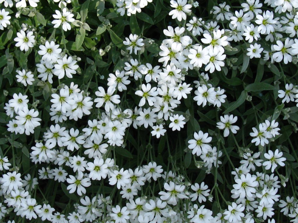 Saxifraga...?  No, Cerastium sp.