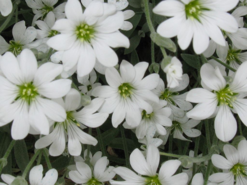 Saxifraga...?  No, Cerastium sp.