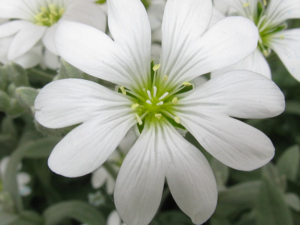 Saxifraga...?  No, Cerastium sp.