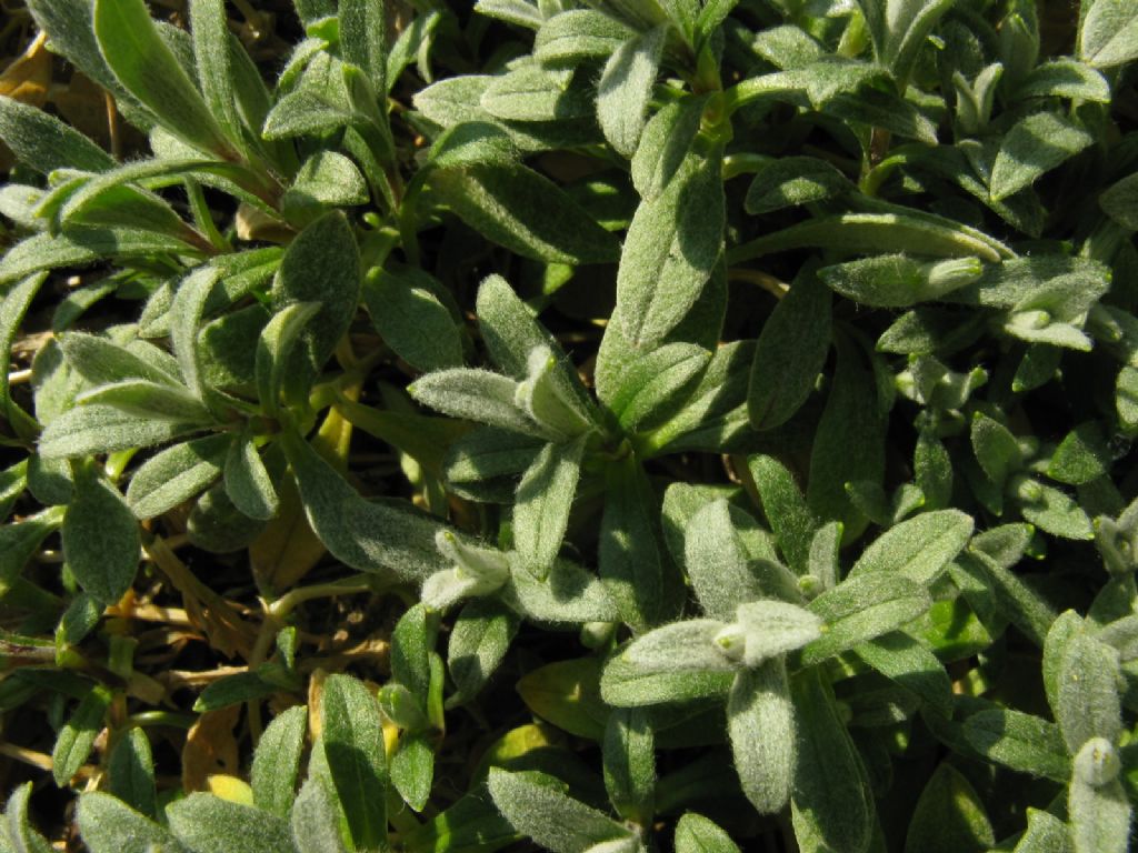 Saxifraga...?  No, Cerastium sp.