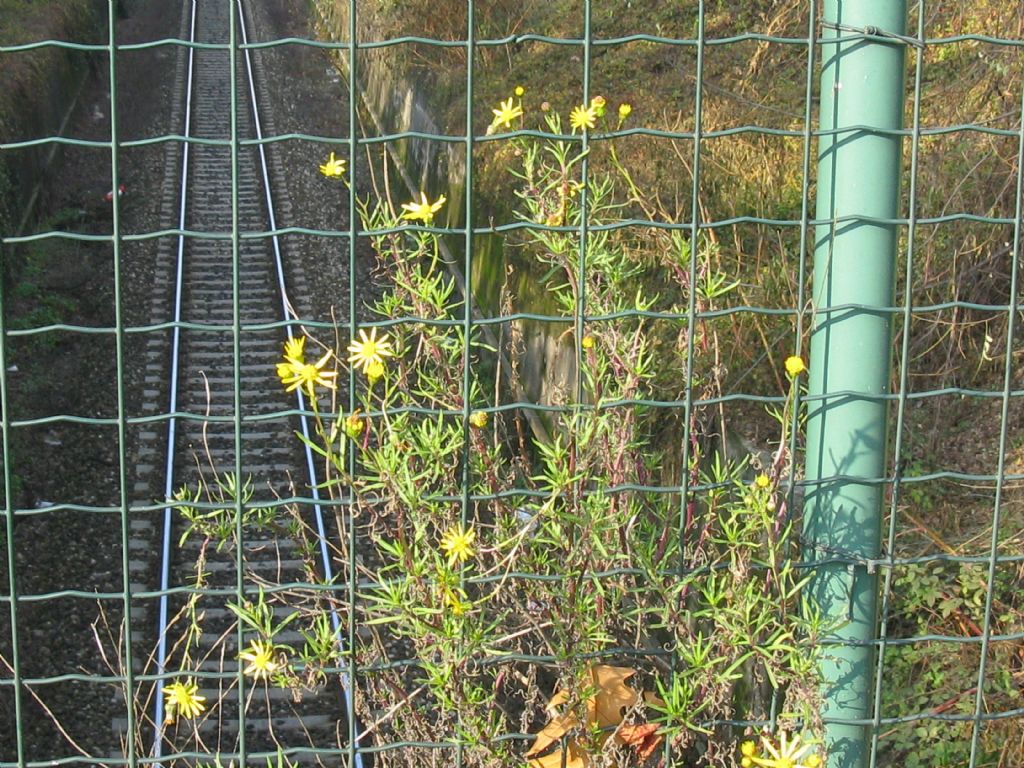 Asteracea da identificare