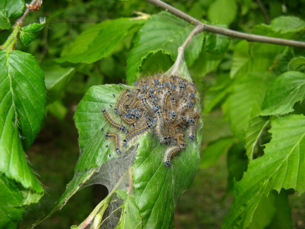 Malacosoma neustria - Lasiocampidae