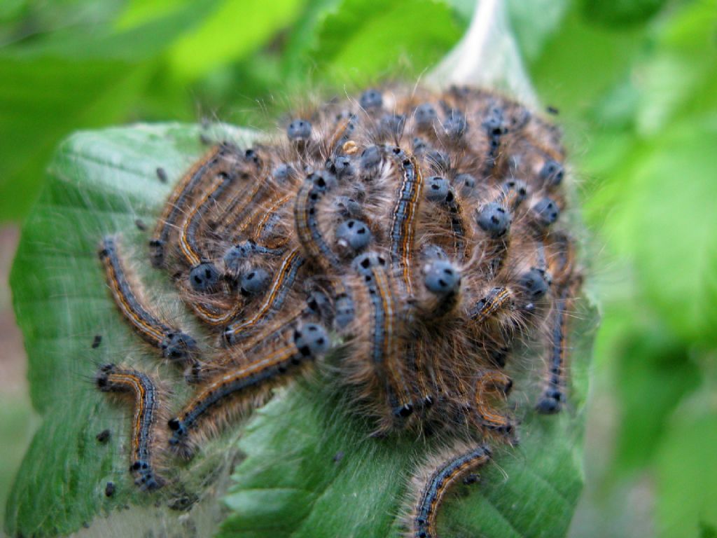 Malacosoma neustria - Lasiocampidae