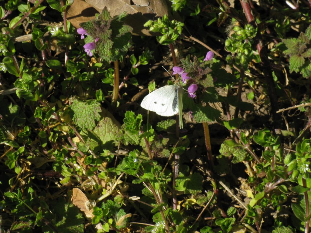 Pieris rapae?  S, femmina