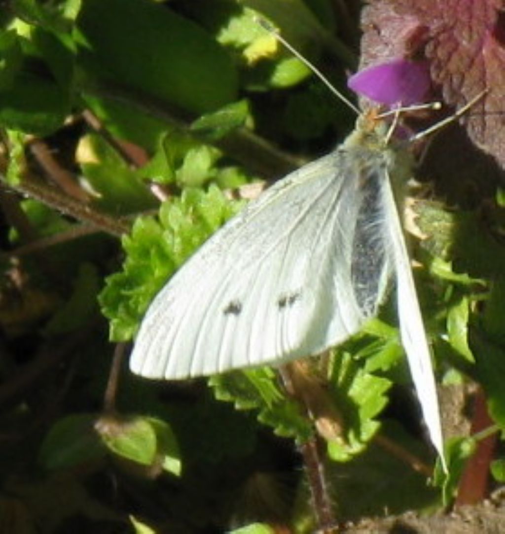 Pieris rapae?  S, femmina