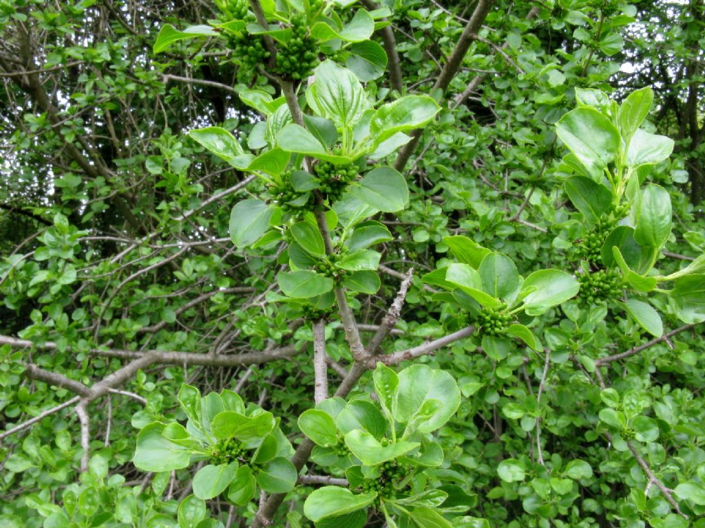 Rhamnus cathartica