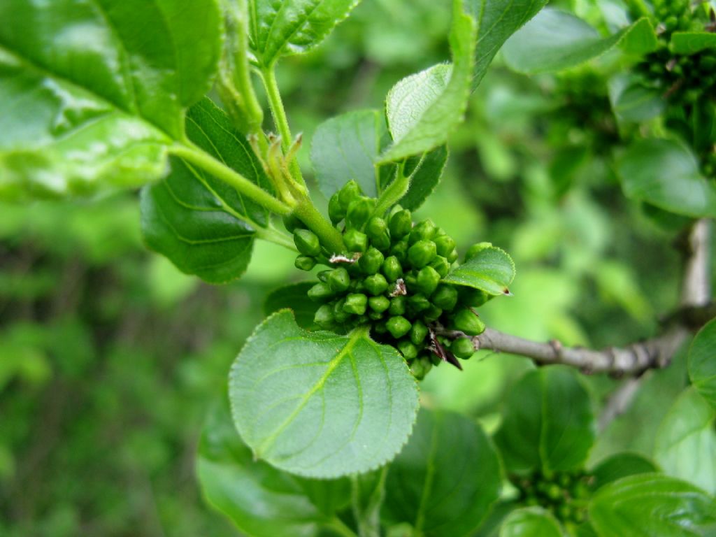 Rhamnus cathartica