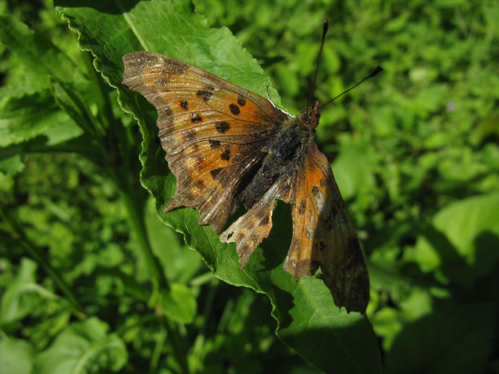 Polygonia c-album? S