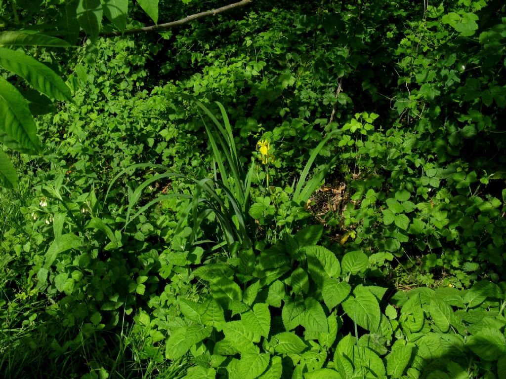 Iris pseudacorus?