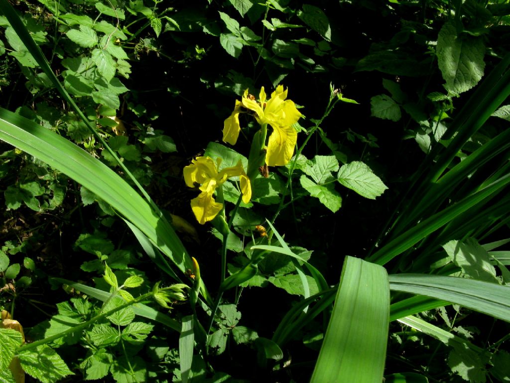 Iris pseudacorus?