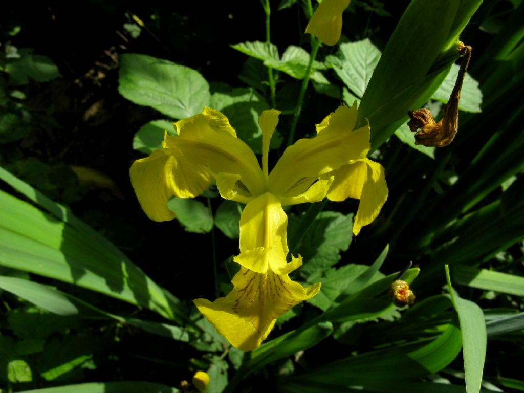 Iris pseudacorus?