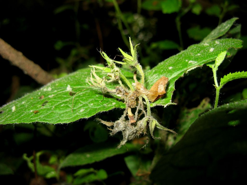 Pianta identificabile? 5