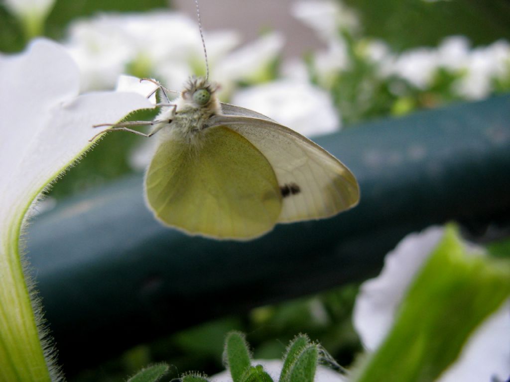 Pieris napi maschio? No, Pieris mannii