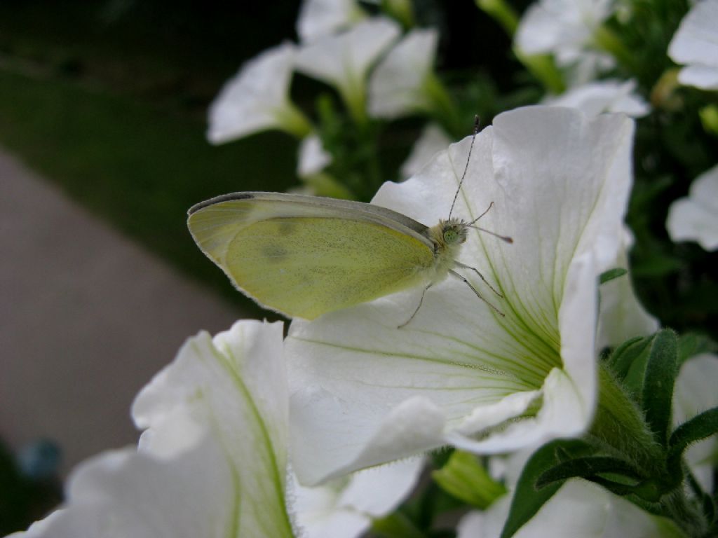 Pieris napi maschio? No, Pieris mannii