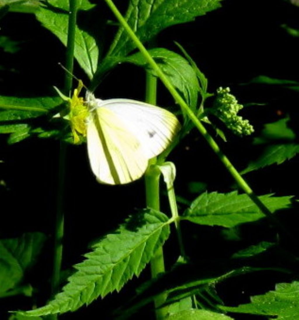 Pieris identificabile?