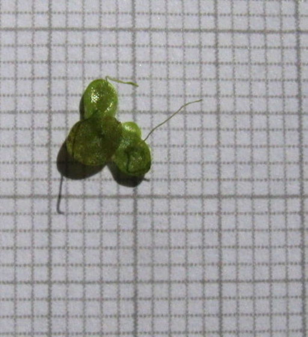 Lemna minor (Araceae)