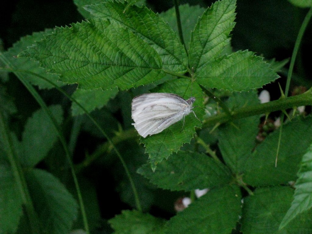 Pieris napi? S