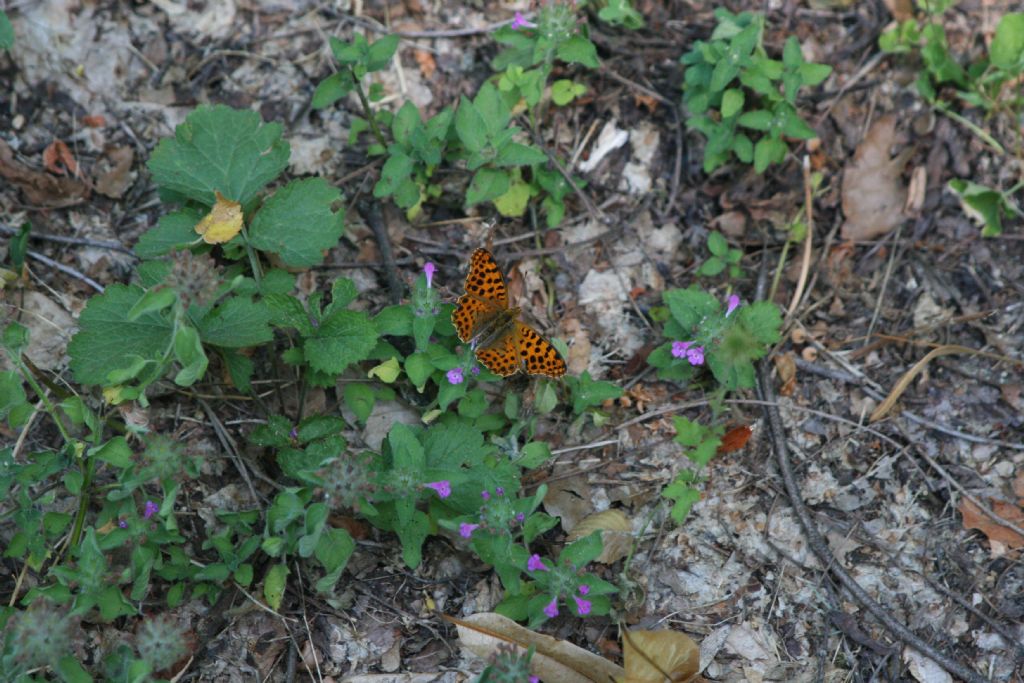 Issoria lathonia maschio? S