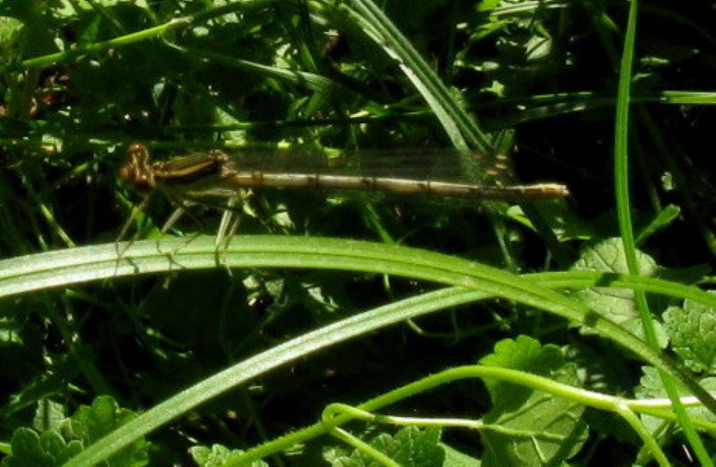 Platycnemis pennipes scura?   Femmina immatura