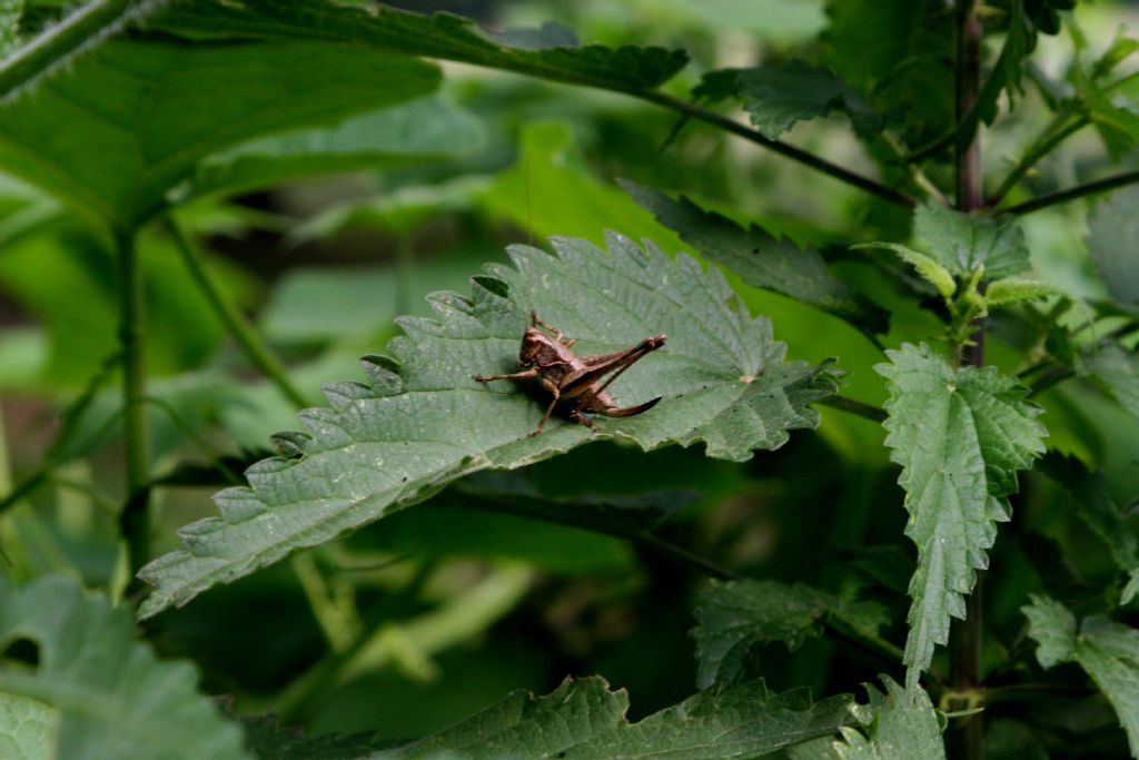 Cavalletta da identificare